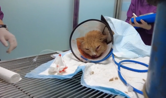 被车撞飞的流浪猫，只能无助地躺在地上哀嚎着，小哥：谁来背这锅
