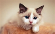 公猫蹲猫砂很久尿不出来怎么办