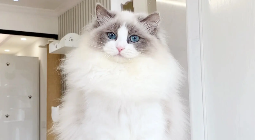 布偶猫适合新手养吗？想知道的来看看