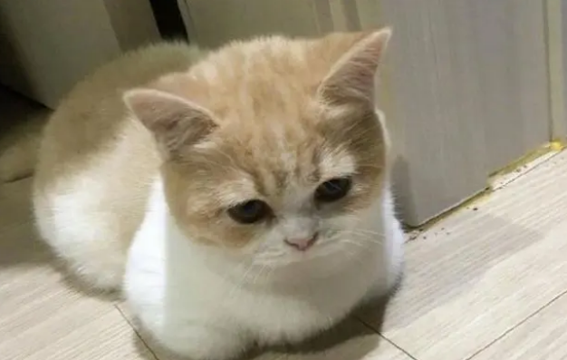 猫吐舌头是怎么回事啊