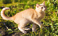 猫打呼噜鼻子好像不通气怎么办