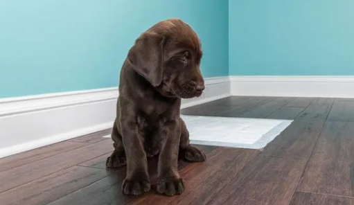 宠物犬怎么训练大小便 宠物犬怎么训练大小便
