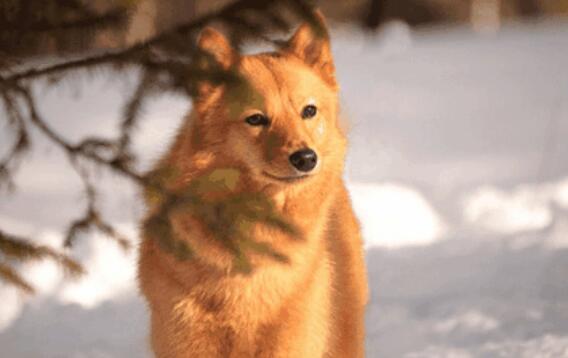 芬兰狐狸犬竟然有这些缺点，看看适不适合你养呢？