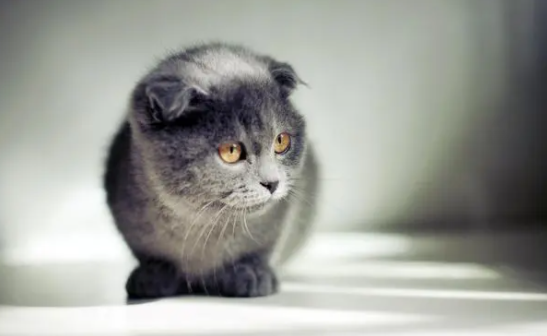 猫淌眼泪流鼻涕怎么回事儿