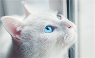 猫咪眼睛黄绿色分泌物怎么回事