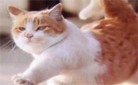 小猫吃多了吐了能自愈吗