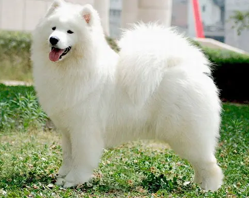 一只萨摩耶幼犬大概多少钱