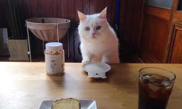 猫咪有眼屎用什么眼药水效果好 猫咪有眼屎用什么眼药水效果好