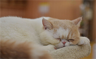 猫弓背身子还咕噜咕噜翘起尾巴