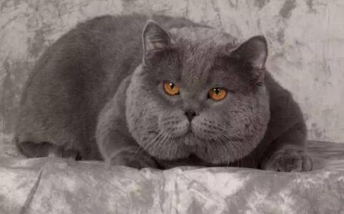 猫咪打针后吐透明口水怎么回事 猫咪打针后吐透明口水怎么回事