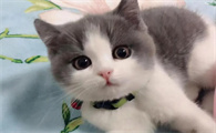 暹罗猫优点和缺点
