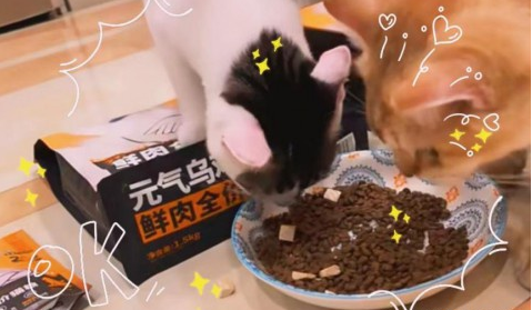 揭秘:比瑞吉元气乌鸡鲜肉全价猫粮为何能让毛孩子们闷头干饭 揭秘:比瑞吉元气乌鸡鲜肉全价猫粮为何能让毛孩子们闷头干饭