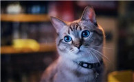 经常换猫粮会不会对猫咪不好