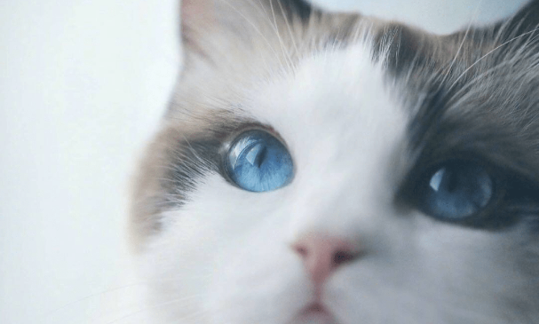 猫砂一般多久换一次 猫砂一般多久换一次