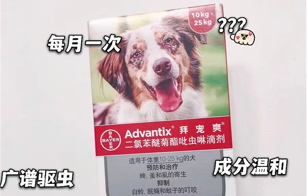 拜宠爽:养狗注意,狗狗体外驱虫别做错了 拜宠爽:养狗注意,狗狗体外驱虫别做错了