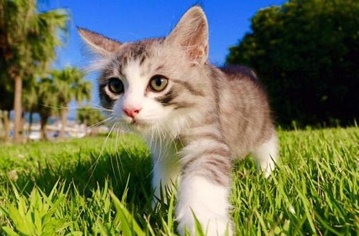 猫吃蟑螂药了会不会死掉呢 猫吃蟑螂药了会不会死掉呢