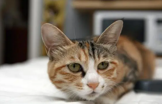 猫可以带上地铁吗