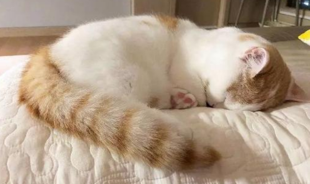 怀孕的猫拉稀怎么办 怀孕的猫拉稀怎么办