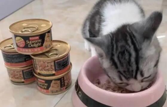富力鲜猫罐头放了什么调料 富力鲜猫罐头放了什么调料