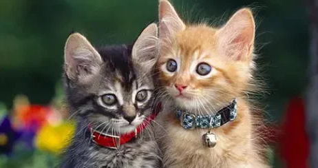 猫吐粉红色液体可是精神很好怎么回事