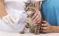 猫咪打针后不吃不喝没精神会不会痛苦