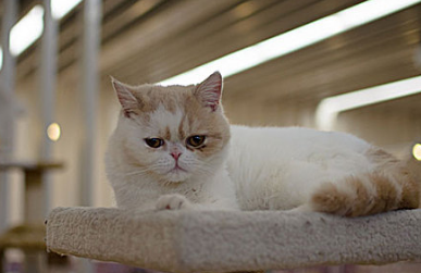 一个月左右的小猫不拉屎怎么办