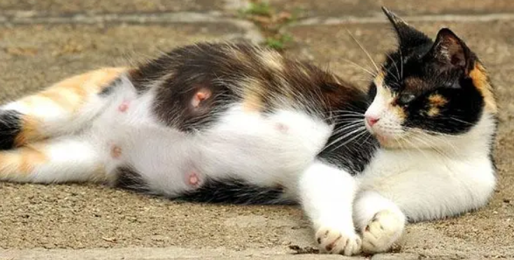 猫咪怀孕吃什么猫粮好 猫咪怀孕吃什么猫粮好