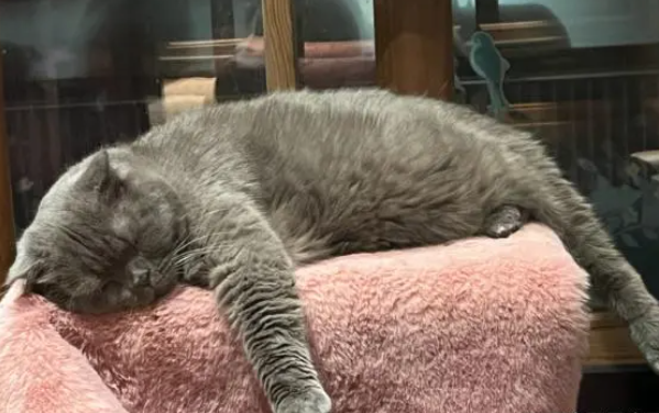猫发热的症状以及表现