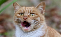 猫咪口臭怎么办