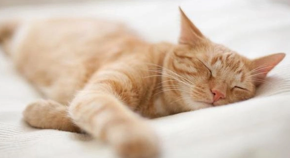 正常猫睡觉呼吸肚子会动吗？不了解的可以看这儿