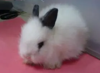 西施兔性格怎样，来看看这篇文章吧