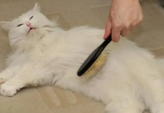 猫一直掉毛怎么解决小妙招