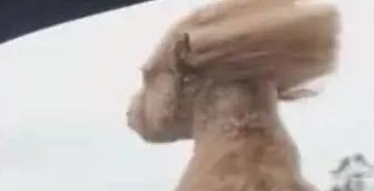 狗狗出车窗探探,头发吹飘飘,造型十分辣眼! 狗狗出车窗探探,头发吹飘飘,造型十分辣眼!