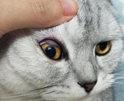 猫的眼睛红肿了是怎么回事