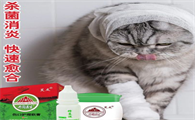 促进猫咪伤口愈合的药有哪些