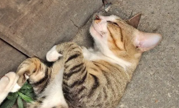 猫突然暴毙 几种原因
