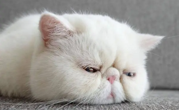 加菲猫掉线什么意思?很多人都不知道 加菲猫掉线什么意思?很多人都不知道