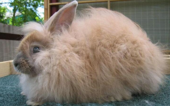 看起来毛发旺盛的英国安哥拉兔怕冷吗
