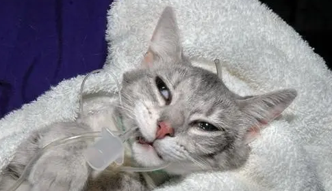 猫咪打喷嚏有清水鼻涕吃什么药 猫咪打喷嚏有清水鼻涕吃什么药