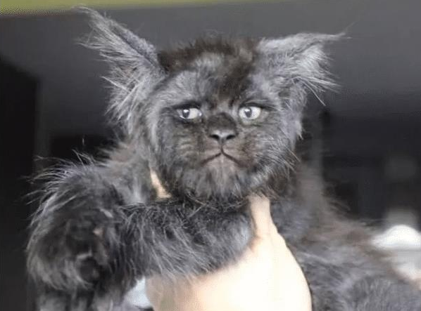猫咪外形具有攻击性，孩子不敢靠近，送去剃毛后，效果更糟糕了