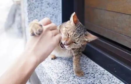 被猫抓伤怎么办 被猫抓伤怎么办