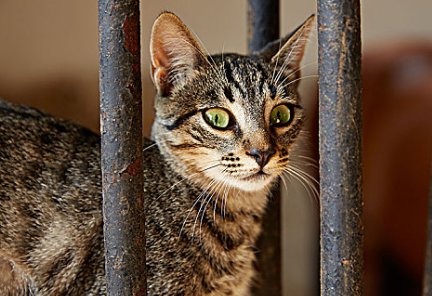猫咪打喷嚏不流鼻涕是怎么办