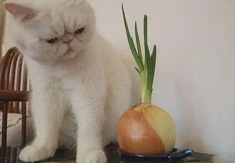 猫咪不愿意睡猫窝?是因为这5大原因 猫咪不愿意睡猫窝?是因为这5大原因