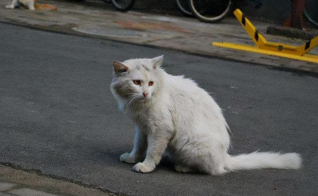 适合流浪猫吃的猫粮