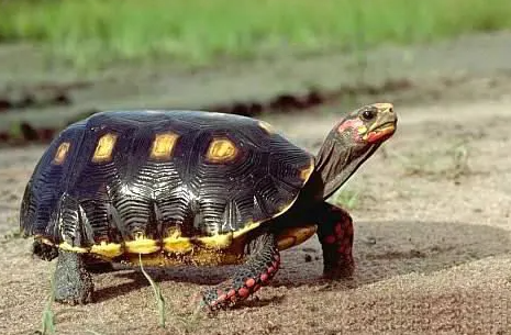 红腿陆龟吃什么当主食?我来告诉你答案!