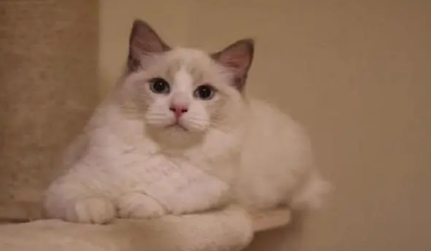 布偶猫的特点