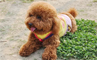 幼犬泰迪拉肚子怎么办啊