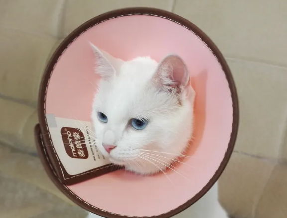 猫咪为什么要戴脖套呢 猫咪为什么要戴脖套呢