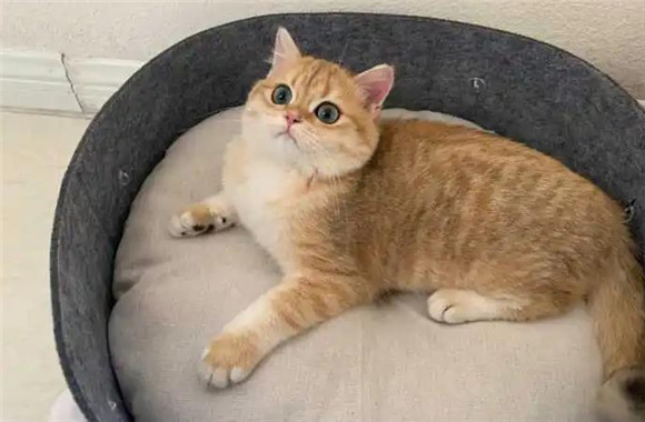 金渐层猫的缺点,看看你家的有没有中招 金渐层猫的缺点,看看你家的有没有中招