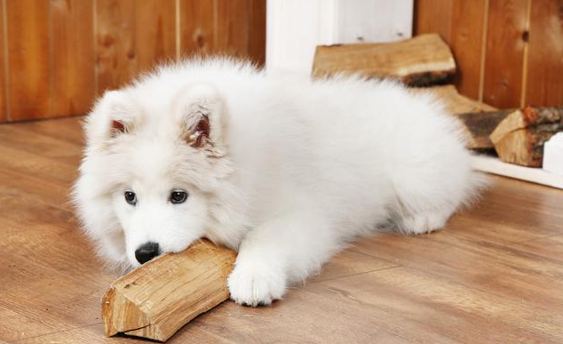 贵宾犬好养吗